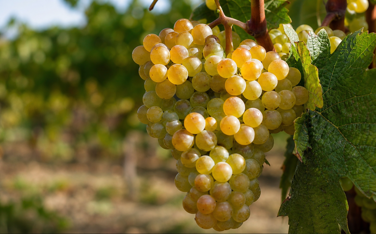 Grape de Chasan B