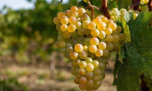 Grape de Chasan B