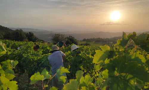 vendange 2026