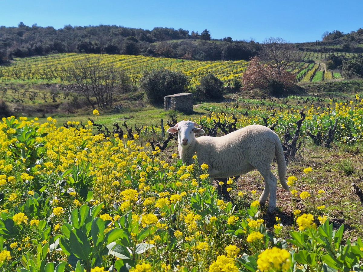 Mouton vignoble
