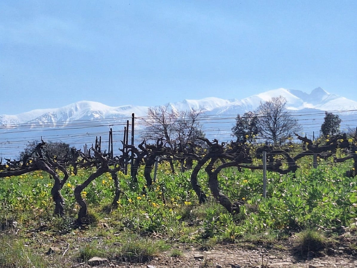 Vigne et canigou au printemps