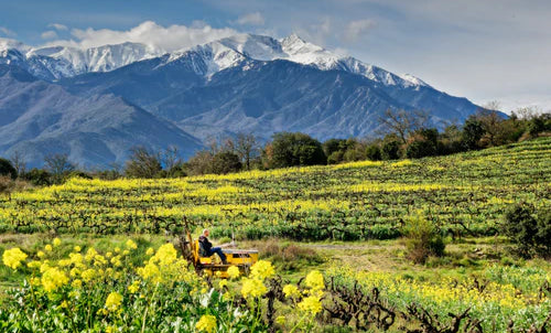 vignes, Fleurs de moutarde et canigou