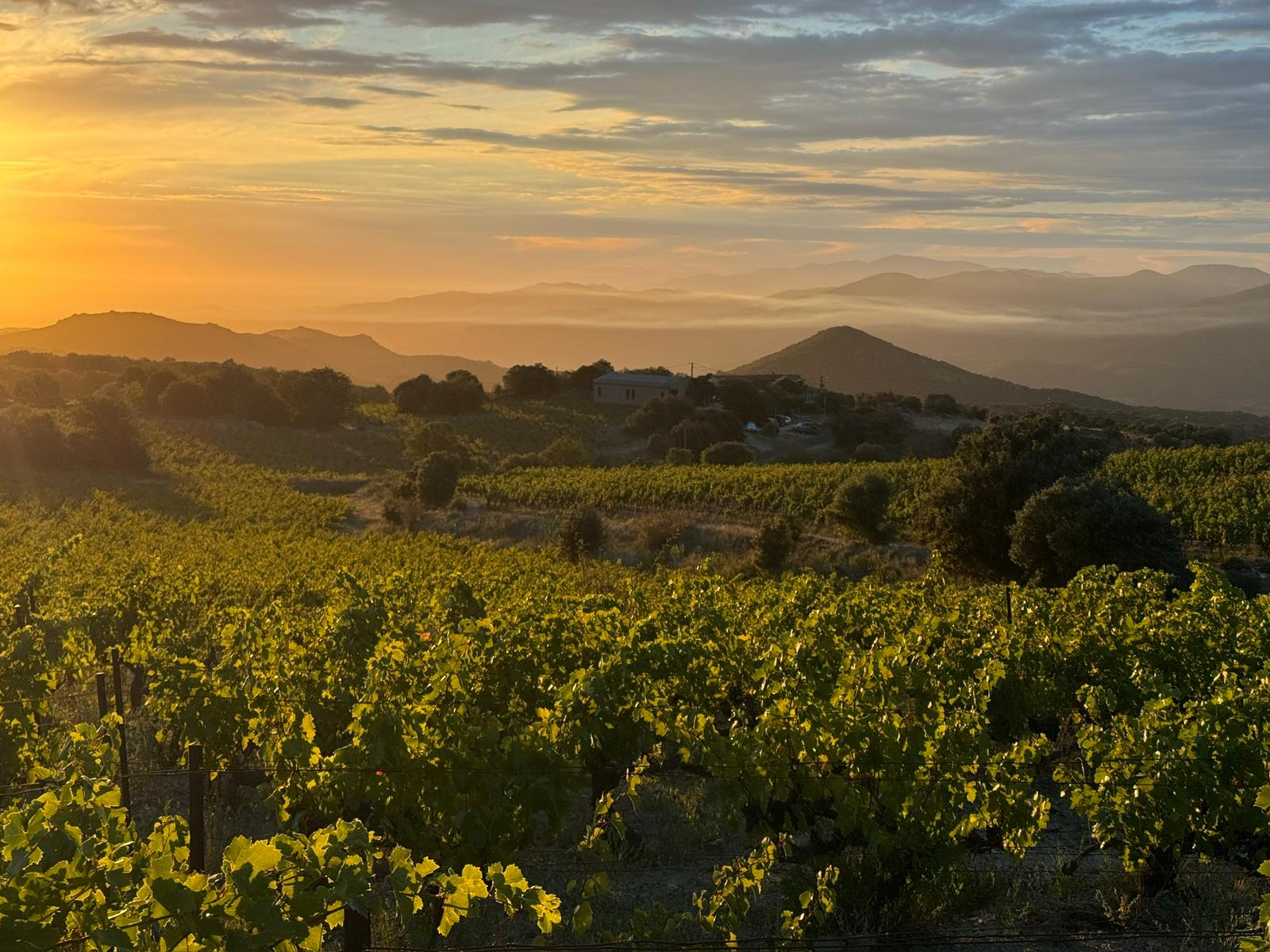 ciel nuageu orangé et vignes, fond montagneux