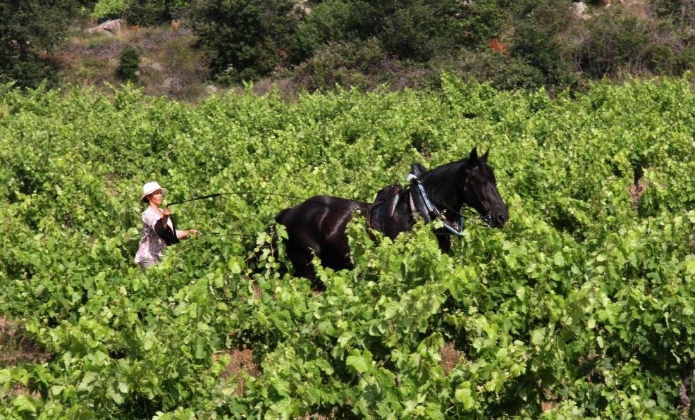 Roussillon magic - Domaine Mas Llossanes