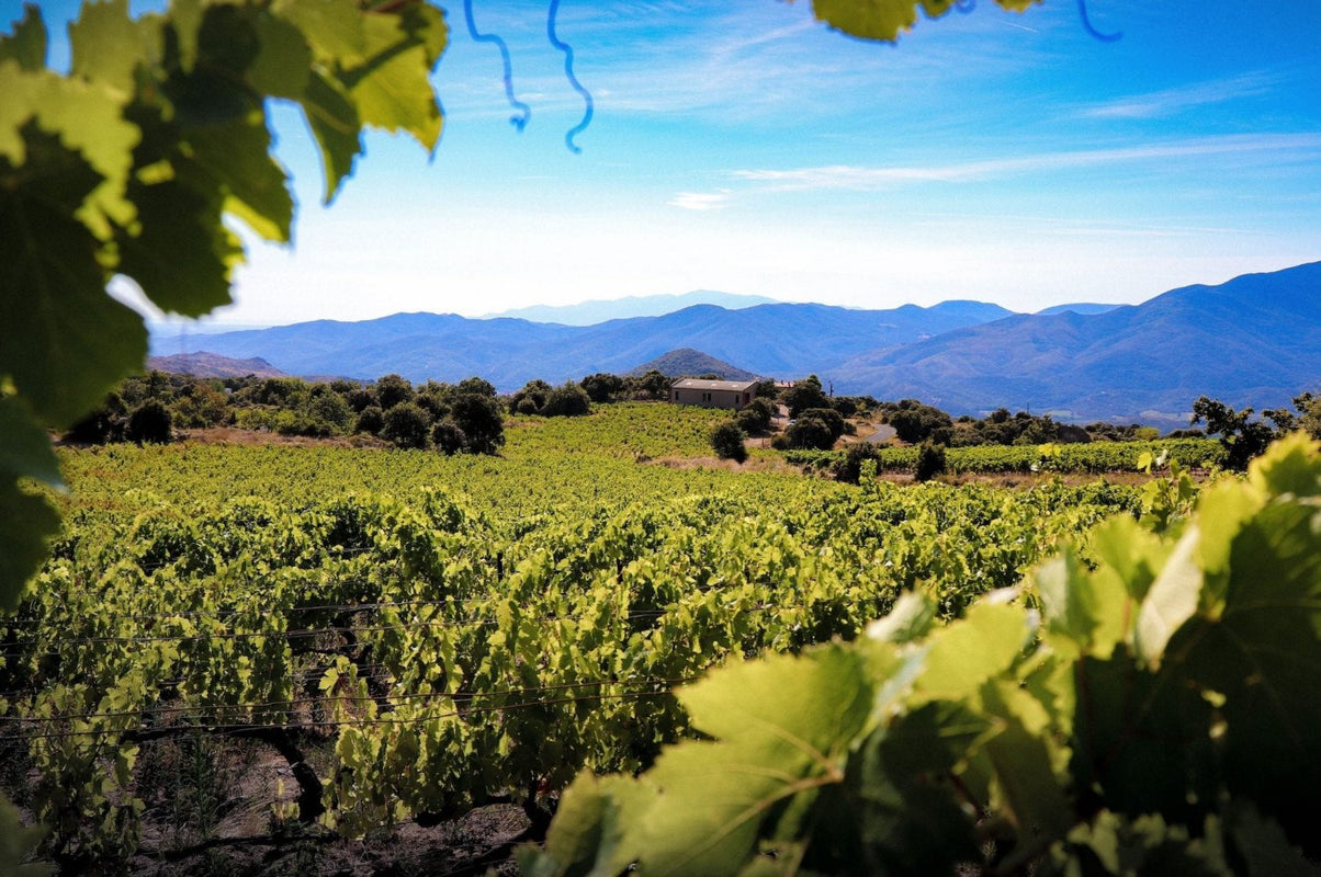 vignoble d'altitude et chaine des pyrenées