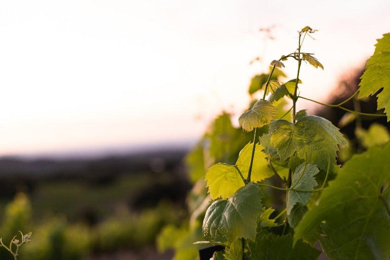 feuille de vigne 1er plan arrière plan montagne floue