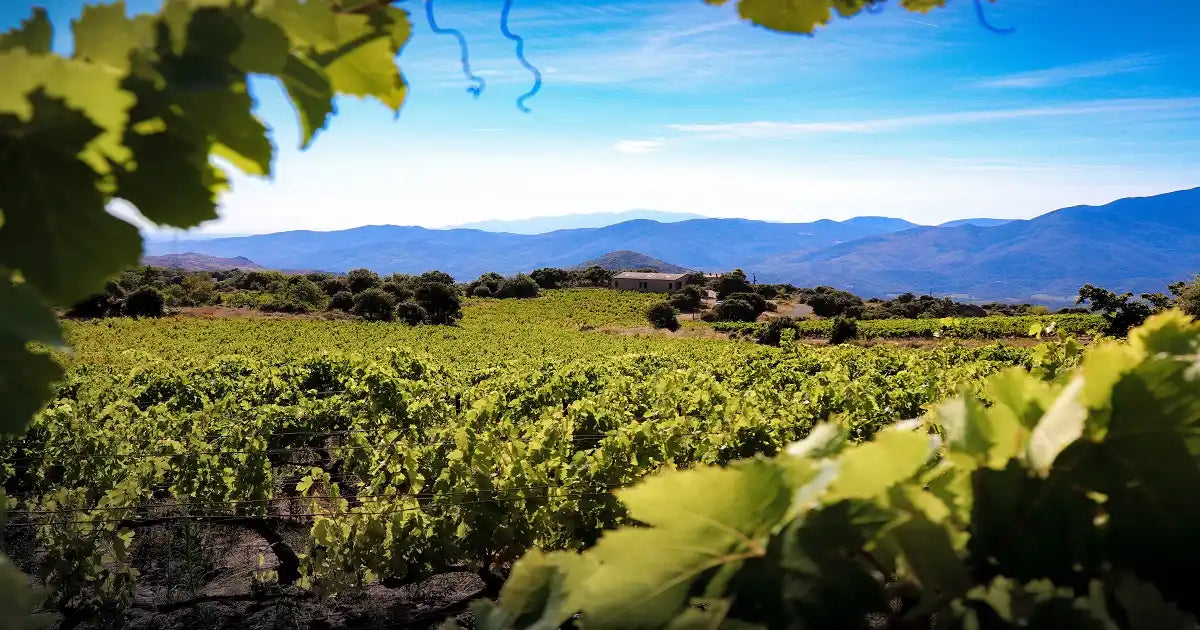 vignes et hangar en altitude