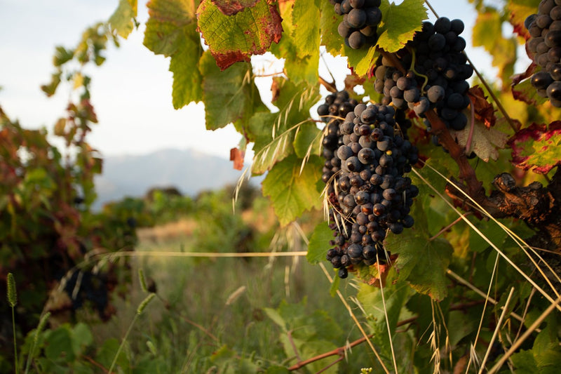 grappe de raisin et feuilles de vignes et canigou en arriere plan