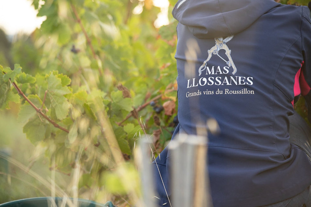 gros plan sur dos de vendangeur et vigne