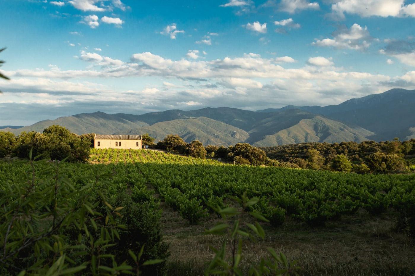 vignoble d'altitude, hangar et montagnes en fond